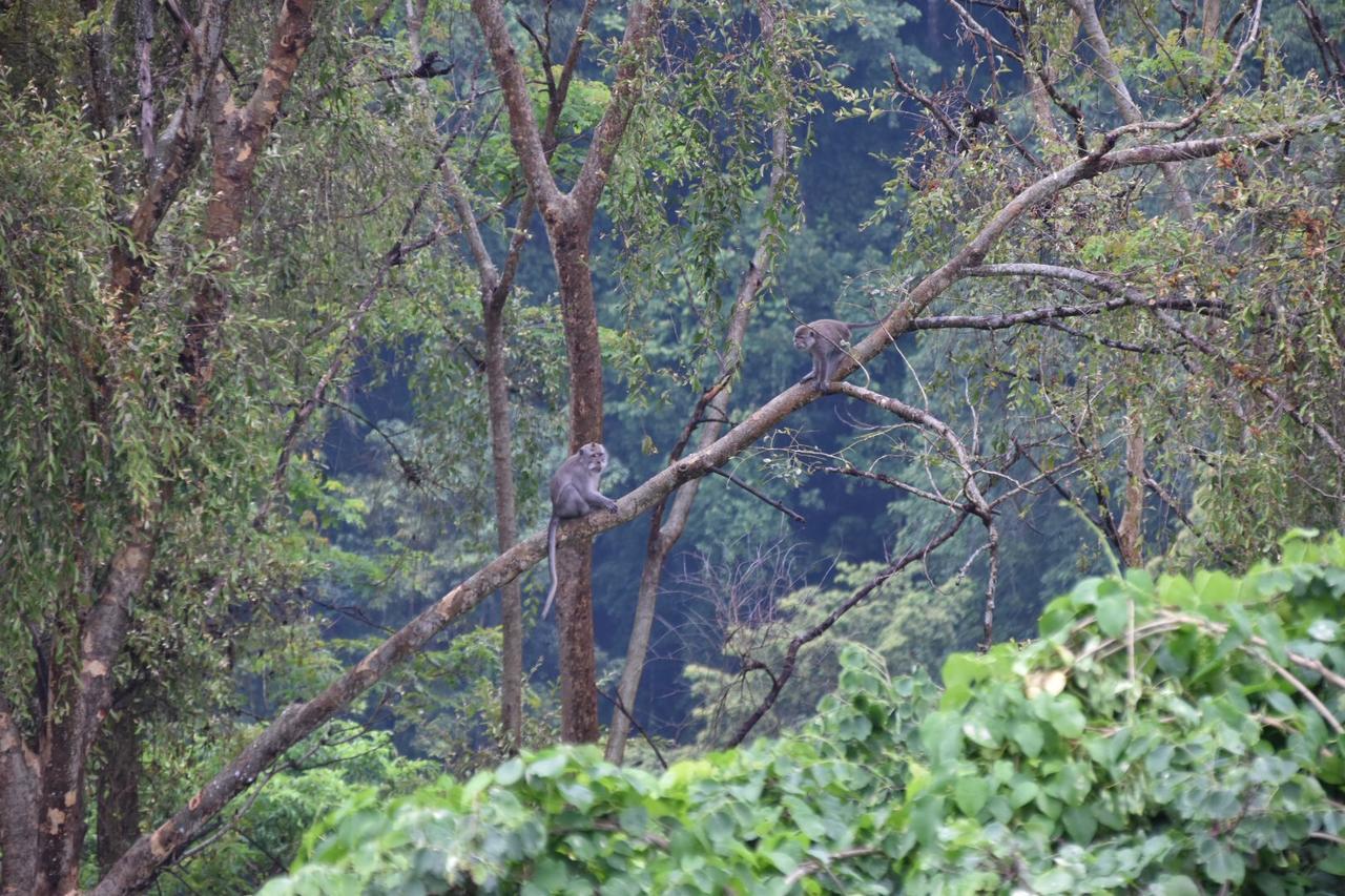 Dragonfly Senaru Lodge ภายนอก รูปภาพ